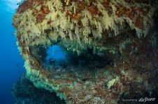 Fotteyo underwater overhangs (Hurahu Kandu). Южные Мальдивы