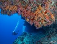 Fotteyo underwater overhangs (Hurahu Kandu). Южные Мальдивы