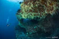 Fotteyo underwater overhangs (Hurahu Kandu). Южные Мальдивы