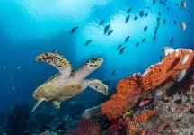 Морская черепаха