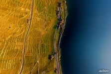 Виноградники и Женевское озеро