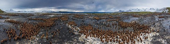 Пингвины, остров Южная Джорджия #4