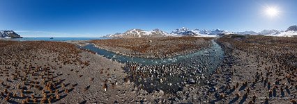 Penguins, South Georgia Island #16