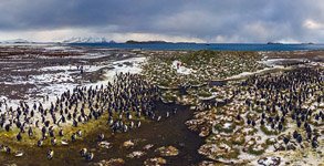 Пингвины, остров Южная Джорджия #19