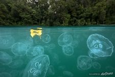 Залив медуз