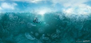 Панорама залива медуз