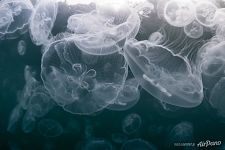 Медузы Индонезии