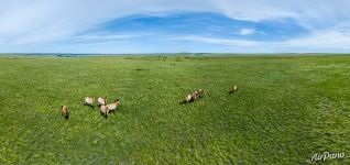 Лошади Пржевальского. Оренбургский заповедник, Россия