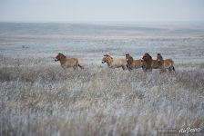 Гаремная группа лошадей Пржевальского зимой. Предуральская степь Гаремная группа лошадей Пржевальского зимой. Предуральская степь