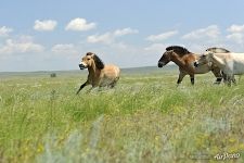 Жеребец-подросток Перец спасается бегством от гаремного жеребца Авена. Предуральская степь