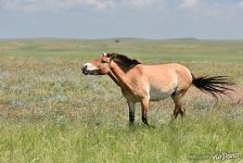 Флемующая лошадь Пржевальского. Предуральская степь