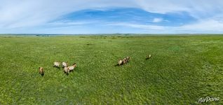 Северная часть Предуральской степи. Лошади Пржевальского