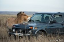 Лаванда — чистокровная дикая кобыла лошади Пржевальского. Предуральская степь