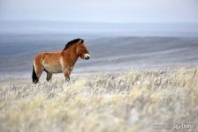 Гаремный жеребец Авен. Предуральская степь