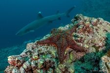 Морская звезда Морская звезда