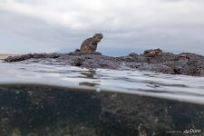 Морская игуана Морская игуана