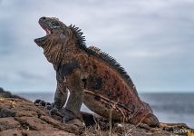 Морская игуана Морская игуана