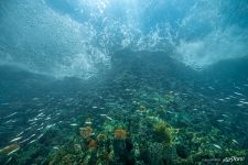 В водах Тихого океана В водах Тихого океана