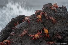 Grapsus grapsus Grapsus grapsus