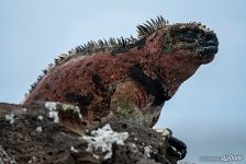 Галапагосская морская игуана Галапагосская морская игуана