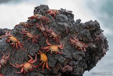 Grapsus grapsus Grapsus grapsus