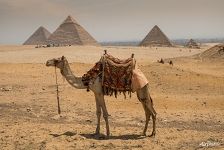 Camel and the pyramids