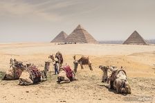 Верблюды и пирамиды