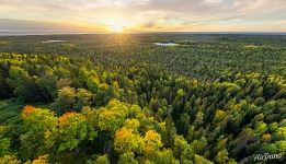 Лес у Секирной горы