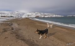 С верными друзьями на южном побережье Северного Ледовитого океана С верными друзьями на южном побережье Северного Ледовитого океана