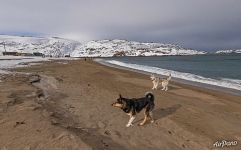 С верными друзьями на южном побережье Северного Ледовитого океана