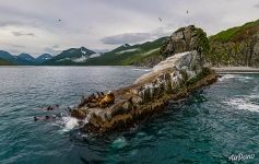 Сивучи на мысе Кекурный Сивучи на мысе Кекурный