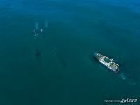 Серые киты и патрульное судно «Анисифор Крупенин»