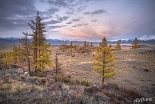 Курай Курай