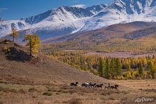 Курай Курай