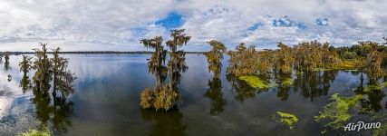 Кипарисовое озеро в Луизианне