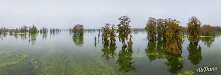 Туманный день на озере в Луизианне