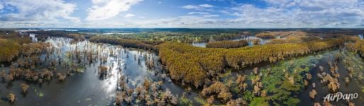 Кипарисовое болото в Техасе, высота 200 метров