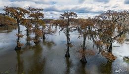 Кипарисовая рощица в Техасе Кипарисовая рощица в Техасе