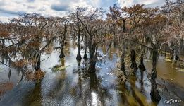Кипарисовая рощица в Техасе Кипарисовая рощица в Техасе