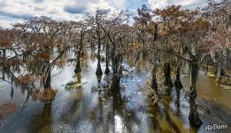 Кипарисовая рощица в Техасе