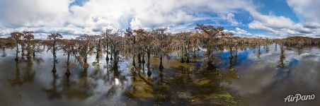 Кипарисовая рощица в Техасе. Панорама Кипарисовая рощица в Техасе. Панорама