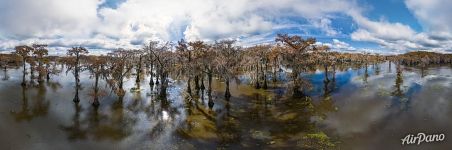 Кипарисовая рощица в Техасе. Панорама