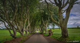 Буковая аллея Dark Hedges