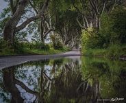 Буковая аллея Dark Hedges