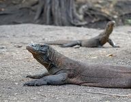 Комодские вараны Комодские вараны