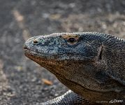 Комодский варан Комодский варан