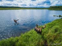 Лоси на Кроноцком озере