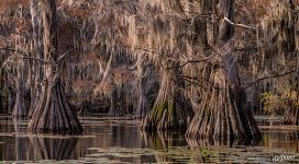 Кипарисовые болота, Луизианна-Техас, США Кипарисовые болота, Луизианна-Техас, США