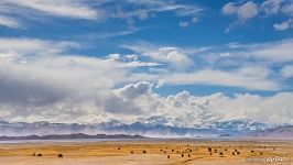Яки на озере Каракуль Яки на озере Каракуль