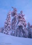 Зимний лес Лапландии
